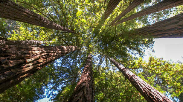 Best Tree Cabling and Bracing  in Clintondale, NY