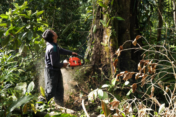 Trusted Clintondale, NY Tree Services Experts