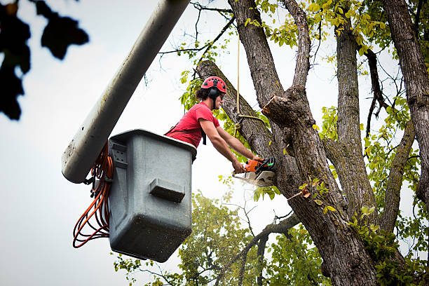 How Our Tree Care Process Works  in  Clintondale, NY